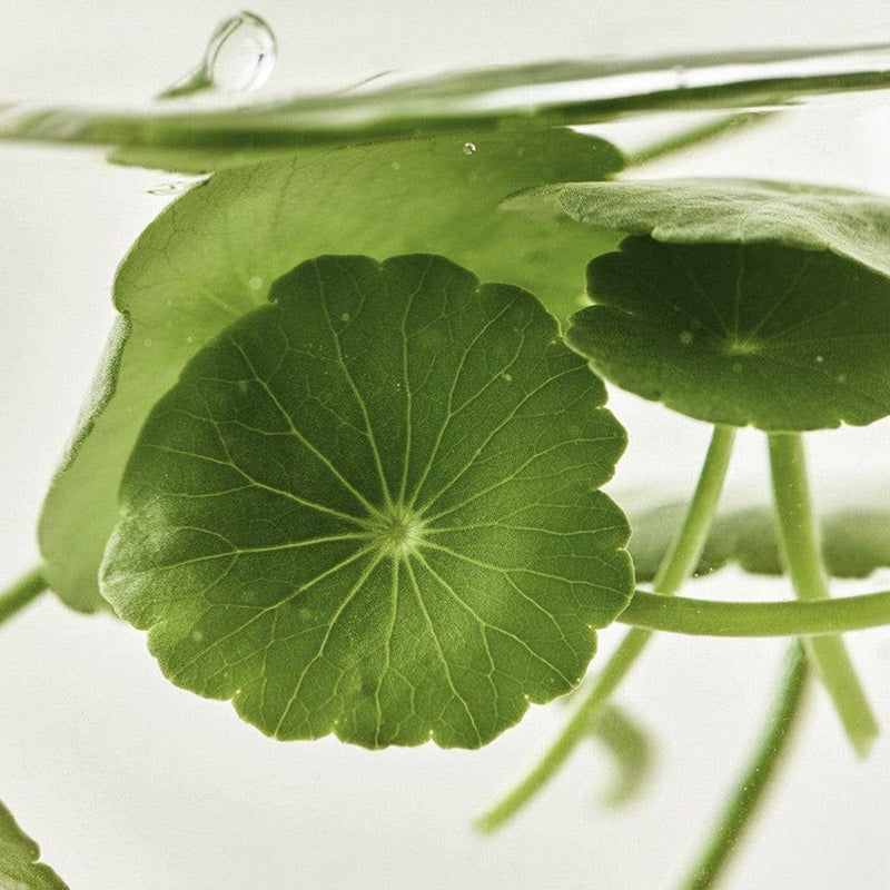 Centella Asiatica Extract
